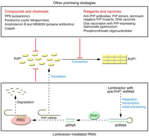 Prion Disease Treatment: Promising Advances in Gene Editing