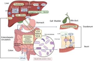 Bile Acid Imbalance Linked to Liver Cancer: New Insights