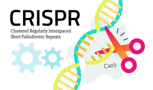 CRISPR Ethics: Navigating the Future of Gene Editing
