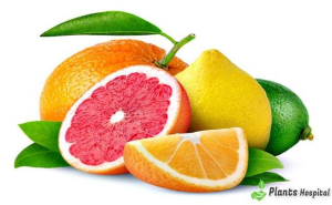 Citrus and Depression: How Oranges May Boost Your Mood