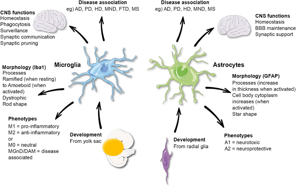 Microglial Research: Unlocking Secrets of Alzheimer’s Disease